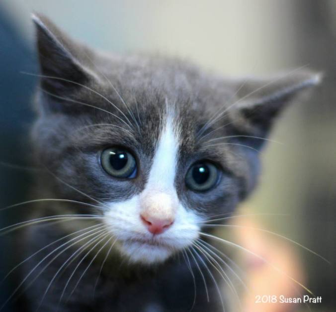 BCAS Kitten Susie Pic